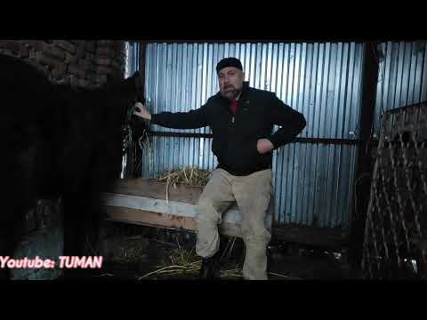 Видео: Прошло 10 дней, Лечим нашего Горного жеребенка Часть 3