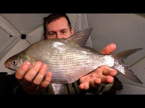 Видео: Бешенный клев леща. Рыбалка с ночевкой