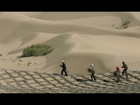 Видео: Китайская пустыня превратилась в оазис после 70 лет озеленения⁠⁠