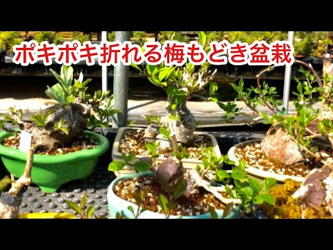 Видео: В пределах 3 см Придайте форму бонсай Ilex serrata ・ Yajimaen @ Семена бонсай