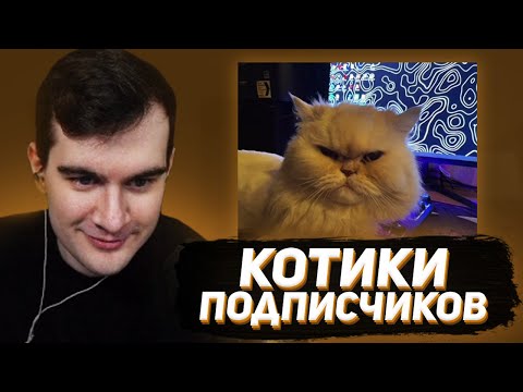 Видео: БРАТИШКИН ОЦЕНИВАЕТ КОТОВ И КОШЕК ПОДПИСЧИКОВ