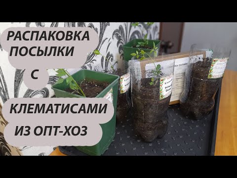 Видео: Клематисы. Распаковка посылки из интернет-магазина ОПТ-ХОЗ