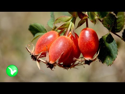 Видео: Шиповник – польза и вред для организма.