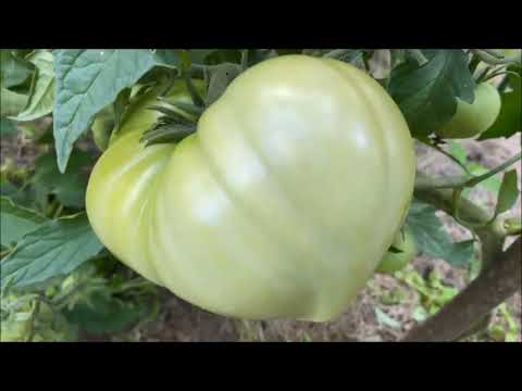 Видео: Томаты "Хурма", "Санька", "Буденовка", "Сибирский скороспелый", "Новичок" активно завязываются.