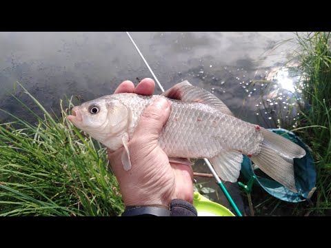 Видео: Карась на поплавок. Корея. Херабуна