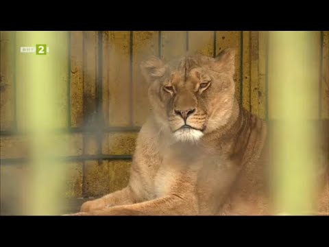 Видео: Зоологическата градина в Благоевград - "10 000 крачки" - 12.12.2022 по БНТ