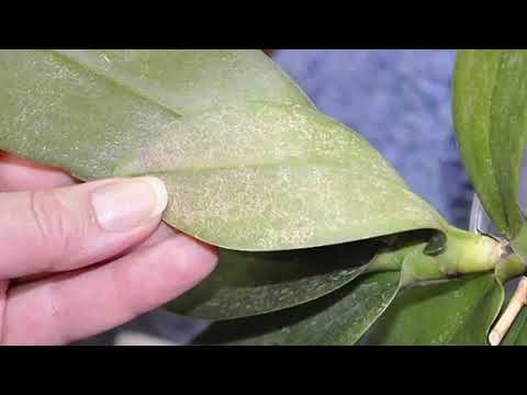 Видео: ГҮЛДЕГІ ШІРКЕЙДІ ЖОЮ. ГҮЛДЕГІ ЗИЯНКЕСТІ ЖОЮ. ГҮЛДЕГІ ШІРКЕЙГЕ АРНАЛҒАН ДӘРІ. ГҮЛДЕР ӘЛЕМІ