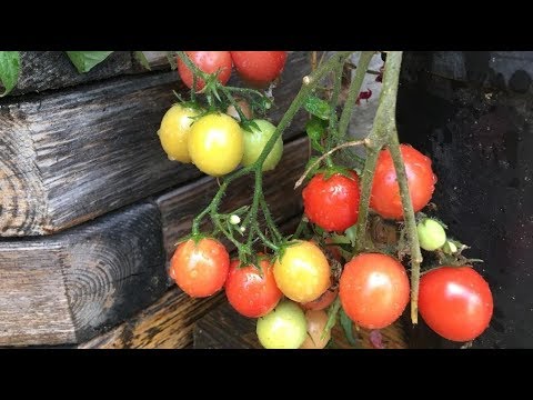 Видео: Какие преимущества у выращивания в контейнерах