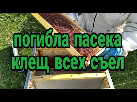 Видео: погибла пасека клещь всех съел
