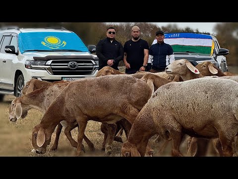 Видео: #Мурат акани чорваси +77770080891 #Байсары #2025 🇺🇿🤝🇰🇿🔥🔥🔥🔥🔥