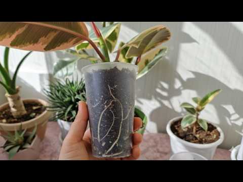 Видео: Ошибки при укоренении черенка Фикуса - Как исправить