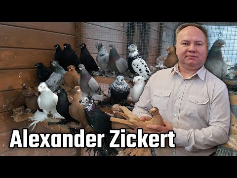 Видео: Коллекция Alexander Zickert Германия. Двухчубые голуби. Tauben. Pigeons. Palomas. Pombos. 비둘기.
