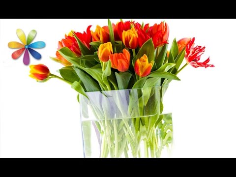 Видео: Как продлить жизнь самых популярных цветов этой весны? – Все буде добре. Выпуск 769 от 07.03.16