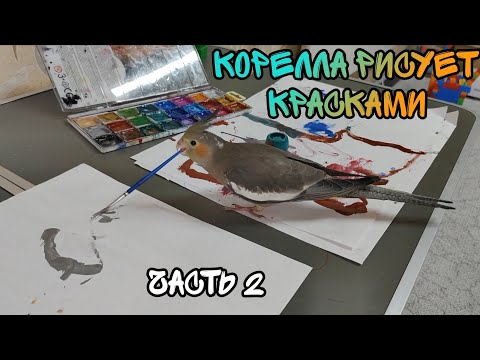 Видео: Попугай корелла рисует красками. Часть 2
