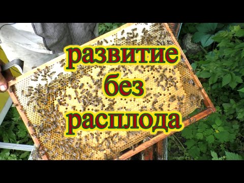 Видео: Сможет-ли семья развиться на вощине без расплода