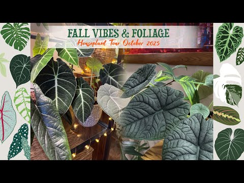 Видео: Осеннее настроение и листва! 🍁 Уютный осенний тур по комнатным растениям 🍁 Мой выбор лучших расте...