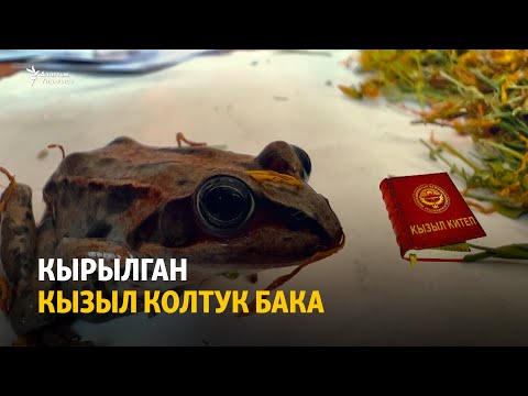 Видео: Кырылган кызыл колтук бака