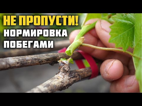 Видео: Нормировка кустов винограда побегами 🌱