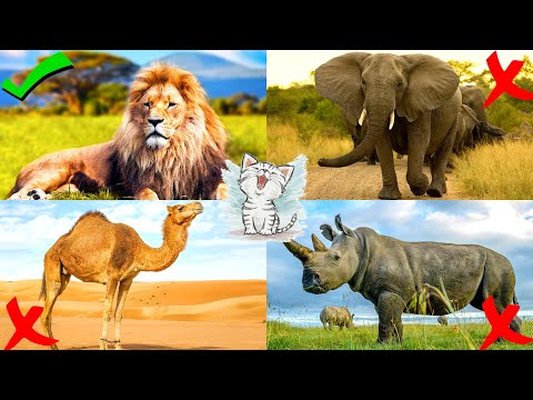 Видео: Животные Африки для детей. Викторина и логика для детей. Развивающее видео Учим животных
