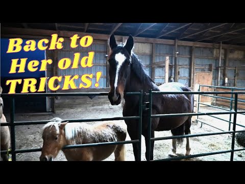 Видео: Я НЕ МОГУ ПОВЕРИТЬ, ЧТО НАША ЛОШАДЬ СДЕЛАЛА ЭТО!