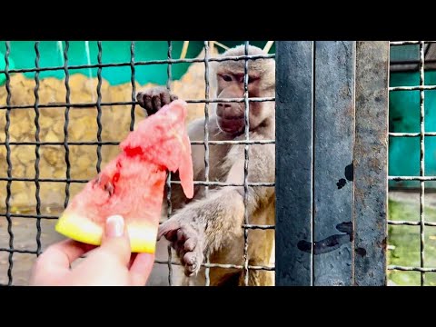 Видео: Люське ТАК ПОНРАВИЛСЯ АРБУЗ, знала бы принесла бы побольше, а то они с Лидой никак ЕГО НЕ ПОДЕЛЯТ!