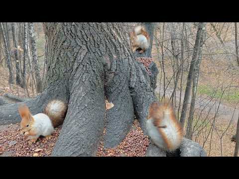 Видео: Белки и собака 🤗🤬 Squirrels and a dog