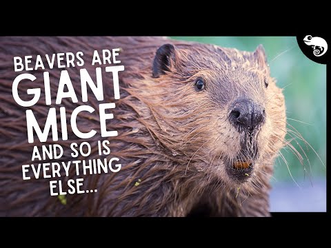 Видео: Мыши, крысы, мыши, бобры, мыши, белки и еще больше мышей...