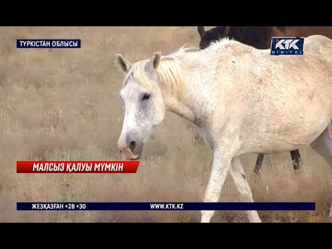 Видео: «Арызды алмайды». Созақ ауданында мал ұрлығы өршіген