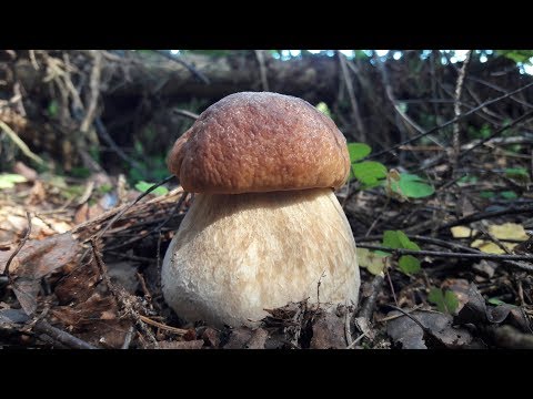 Видео: В лес пойдём и полную корзину белых грибов соберём! Тихая охота продолжается!