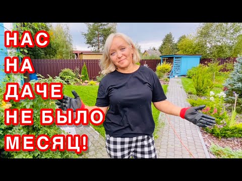 Видео: ЦЕЛЫЙ МЕСЯЦ НАС НЕ БЫЛО НА ДАЧЕ! ЧТО С САДОМ???