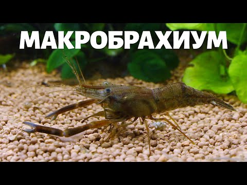 Видео: Макробрахиум: содержание, уход, совместимость кольцеруких креветок