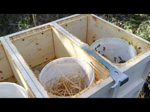 Видео: #beekeeping 18 Вересня. 