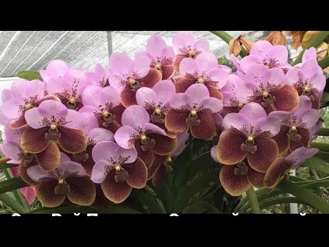 Видео: орхидеи❤ мои ванды и уход за ними❤