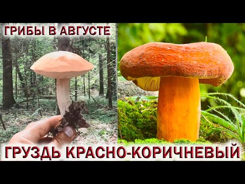 Видео: ❗ГРИБЫ В АВГУСТЕ👉ПОДМОСКОВЬЕ.🍄ГРУЗДЬ КРАСНО-КОРИЧНЕВЫЙ👉ГРИБ СЕЛЁДКА.🍄ПОДОСИНОВИКИ
