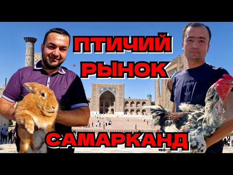 Видео: ПТИЧИЙ РЫНОК в САМАРКАНДЕ//SAMARKAND QUSH BOZORI #самарканд #птичийрынок