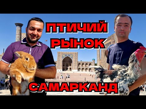 Видео: ПТИЧИЙ РЫНОК в САМАРКАНДЕ #самарканд #птичийрынок #ранокамолова @SilkRoad-gt3yq