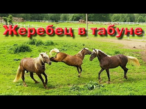 Видео: Выпускаем жеребца в табун , знакомим учеников с лошадьми в табуне, разговор о плюсах больших левад.