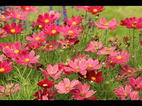 Видео: ХОЧЕТ ЛИ ОН БЫТЬ С ВАМИ 👩‍❤️‍👨 ЕГО МЫСЛИ СЕГОДНЯ? 💕💖💞🌹Какие его мысли, чувства и поведение? КоЛена