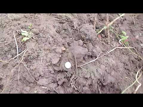 Видео: Царское серебро в богатом лесном доме