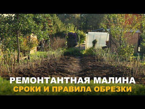Видео: РАЗНЫЕ СПОСОБЫ ОБРЕЗКИ МАЛИНЫ ДЛЯ ХОРОШИХ УРОЖАЕВ. Правила обрезки и ухода за ремонтантной малиной.