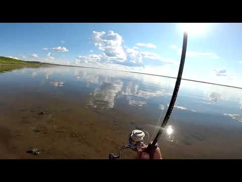 Видео: Вновь Енисей и рыбалка по хищнику.