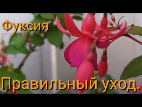 Видео: Как ухаживать за фуксией!☝️☝️☝️