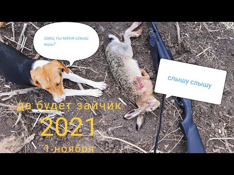 Видео: открытие охоты на зайца. С эстонской гончей по чёрно тропу.