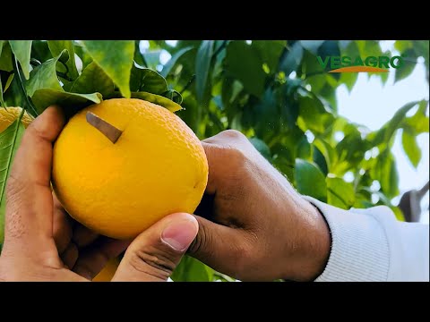 Видео: Иссиқхона Бизнесида Цитруслар