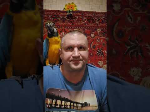 Видео: Как дрессировать попугая, и зачем вам это нужно?