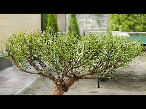 Видео: НИВАКИ.  УЧИМСЯ НА ОШИБКАХ.