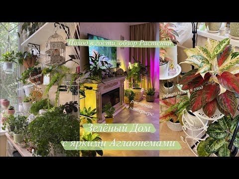 Видео: Оформление квартиры Растениями | Аглаонемы, папоротники и зелёная лоджия || в гостях у Елены