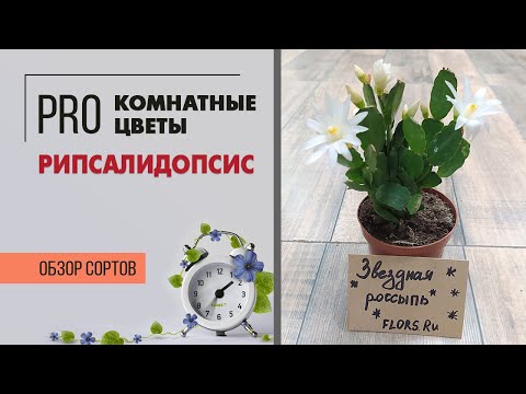 Видео: Рипсалидопсисы - декабристы или нет?