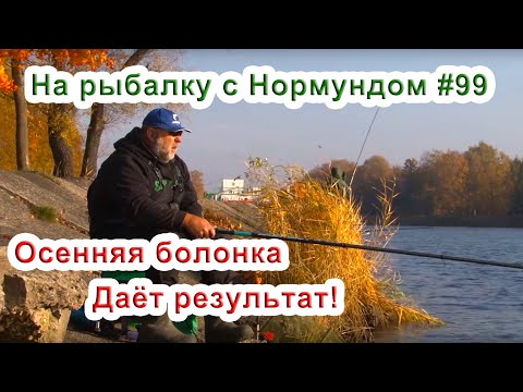 Видео: Осенняя болонка даёт результат! На рыбалку с Нормундом #99