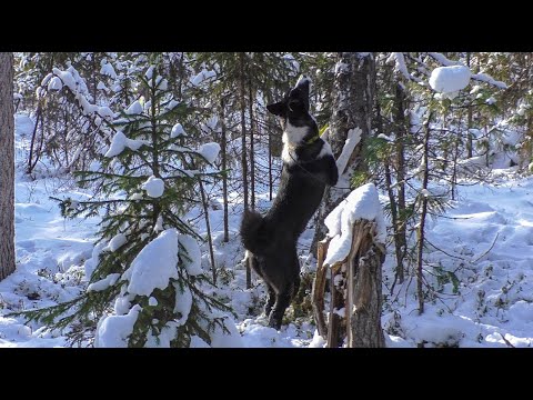 Видео: Первые приморозки и насторожка путиков. Ночевки в избушках.